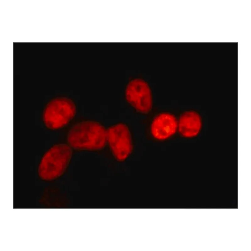 Merck Anti-Prox1 antibody , Mouse monoclonal