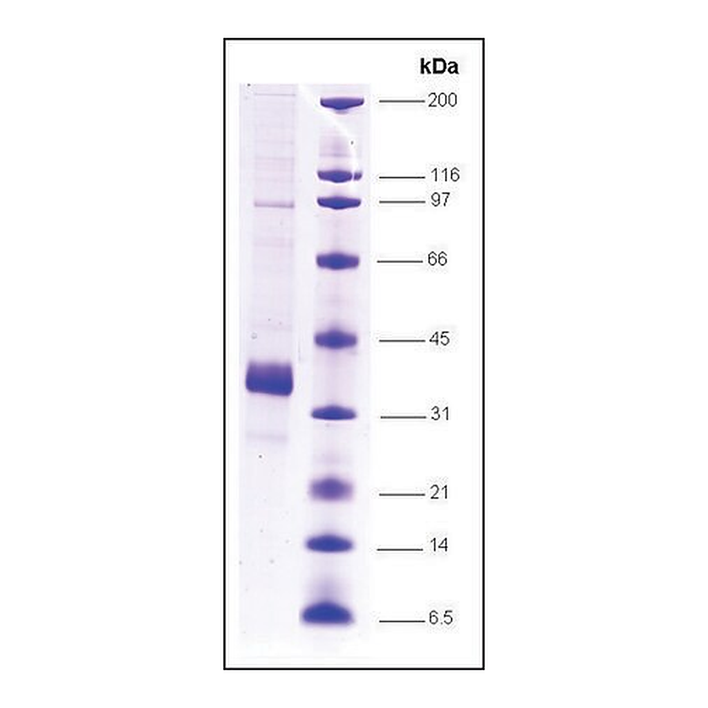 Merck SC35 human