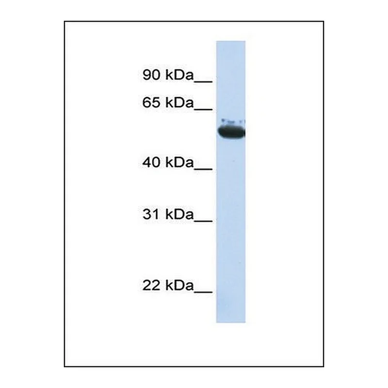 Merck Anti-ARCN1 antibody produced in rabbit