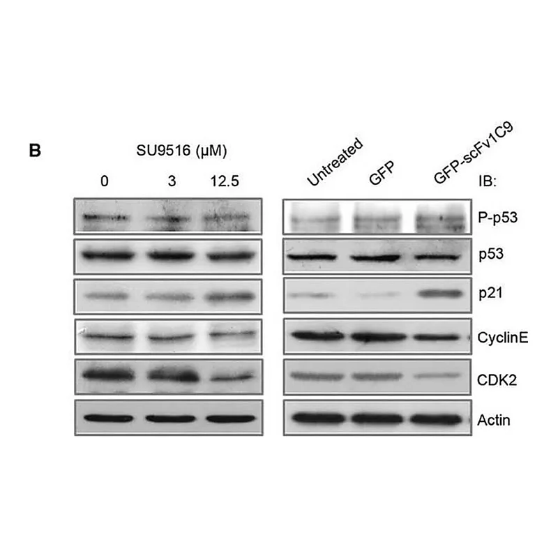 Merck Anti-p53 antibody, Mouse monoclonal