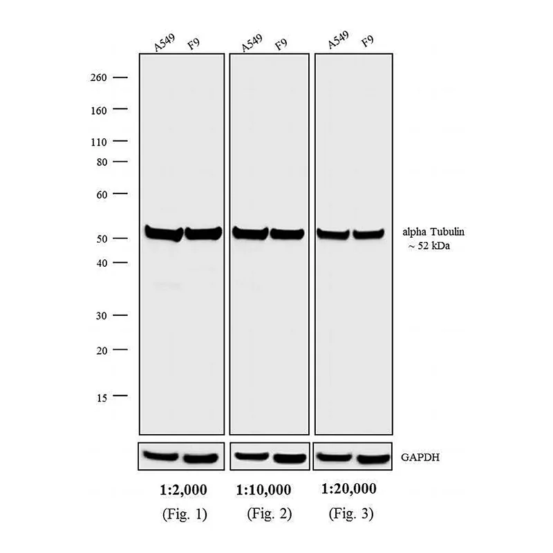 Thermo Fisher Scientific Rabbit anti-Rat IgG (H+L) Secondary Antibody, HRP