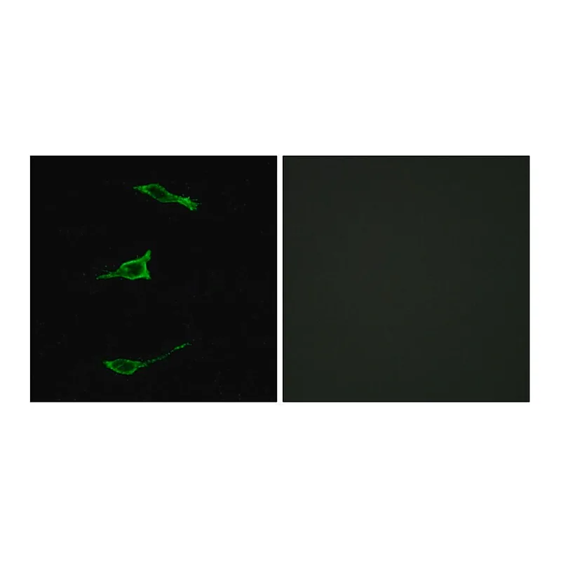 Merck Anti-FFAR1 antibody produced in rabbit