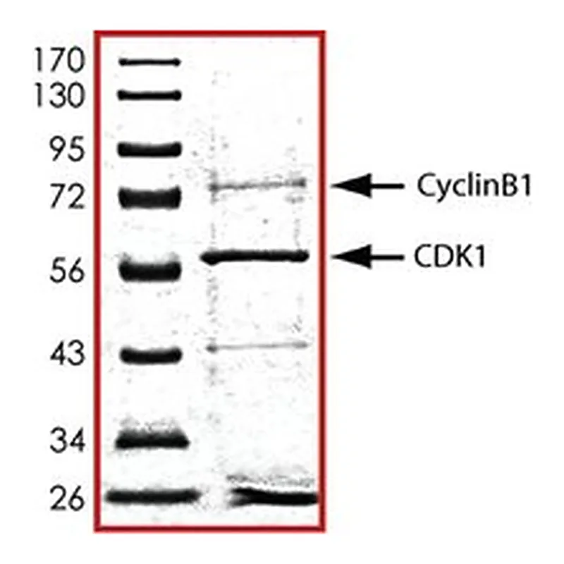 Merck CDK1/CYCLINB1, ACTIVE, GST TAGGED, HUMAN