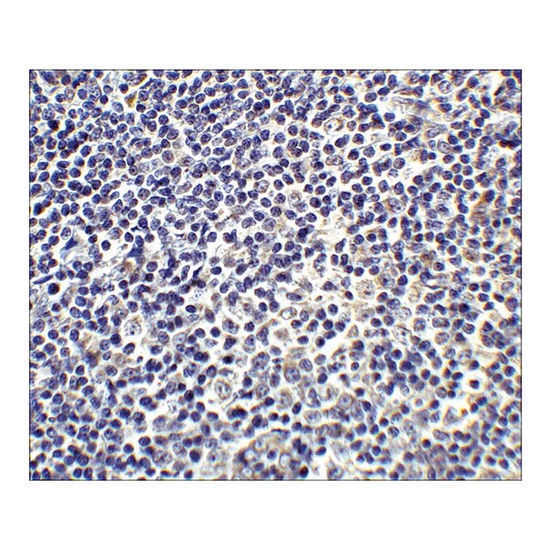 Merck Anti-IL-17 (ab2) antibody produced in rabbit