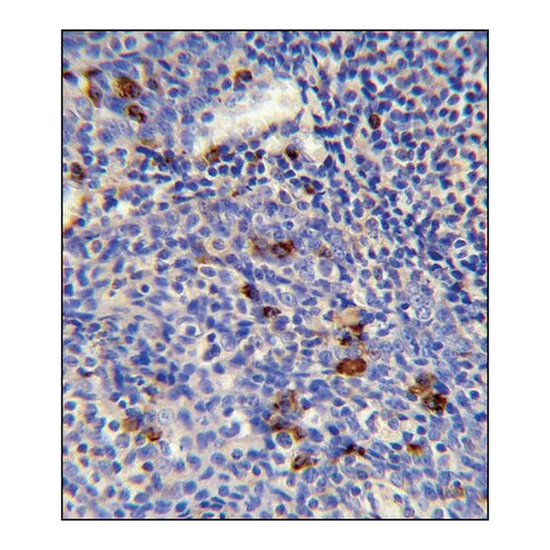 Merck ANTI-IGLV1-40 (C-TERM) antibody produced in rabbit