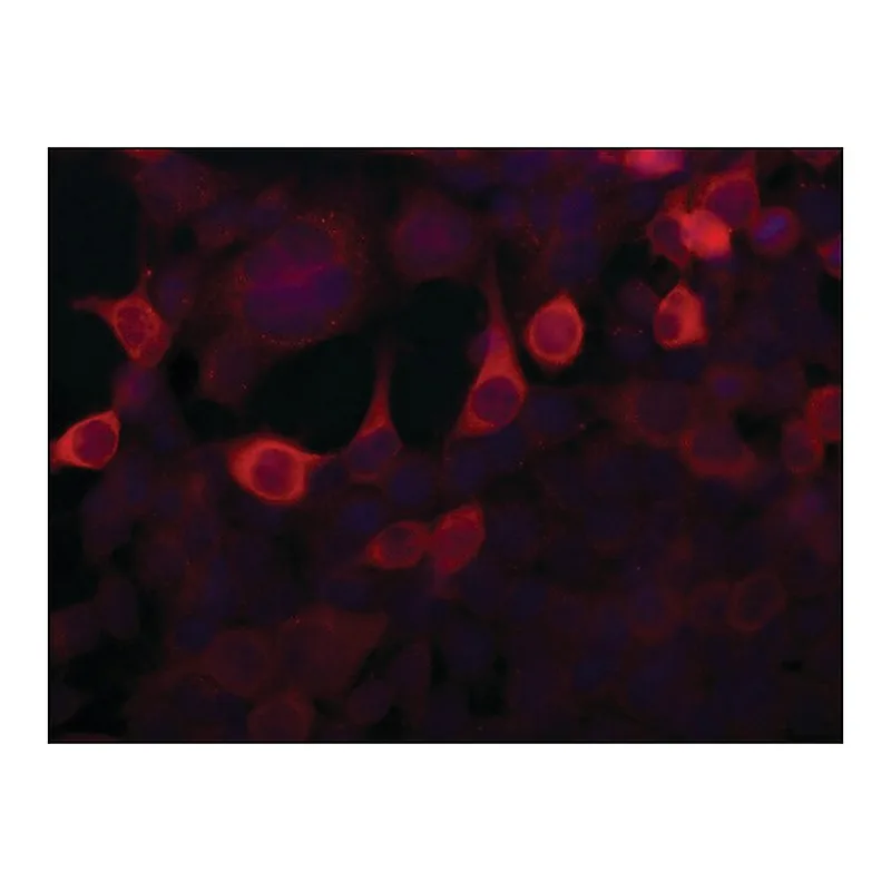 Merck Anti-Importin 5 (N-terminal) antibody produced in rabbit