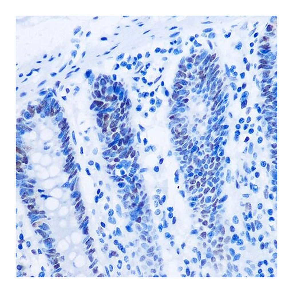 Merck Anti-Asymmetric DiMethyl-Histone H3-R8 antibody produced in rabbit