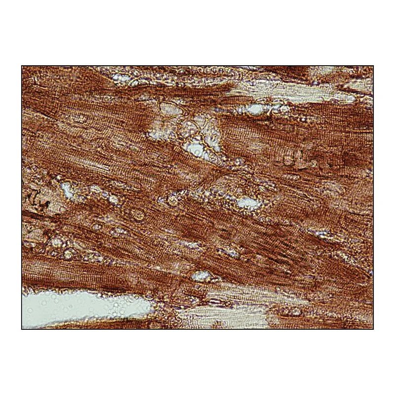 Merck Anti-Actin, Cardiac antibody, Mouse monoclonal