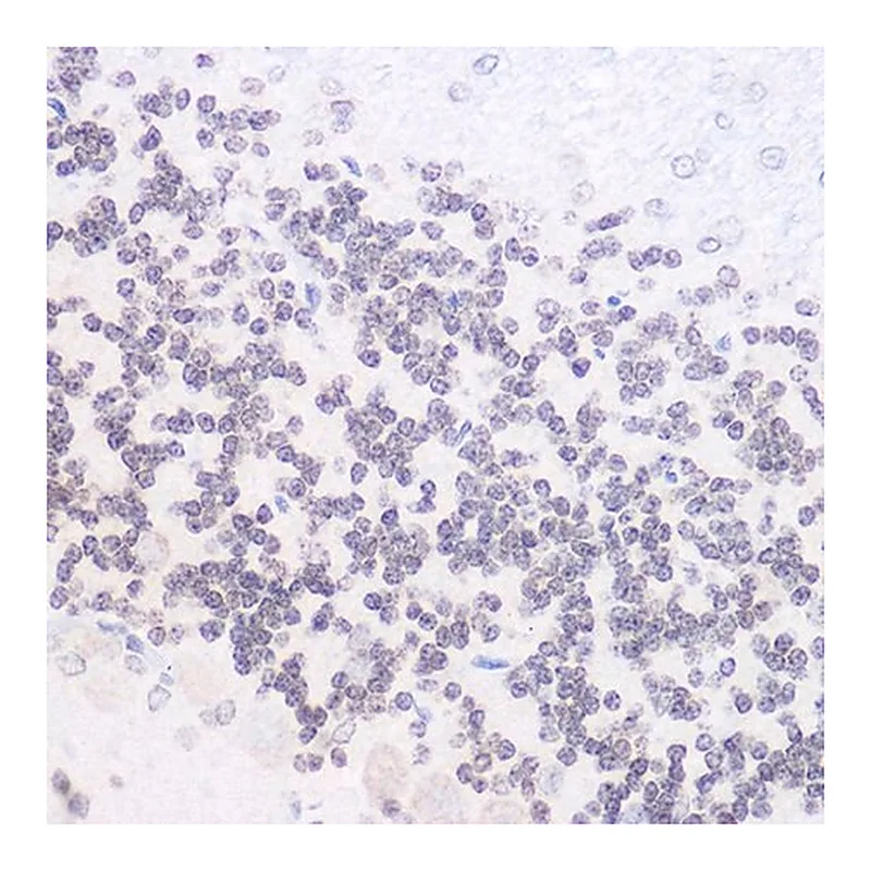 Merck Anti-Phospho-NF-kB p65/RelA-S536 antibody produced in rabbit