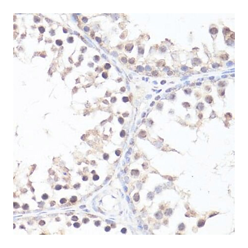 Merck Anti-Phospho-c-Myc-T58 antibody produced in rabbit