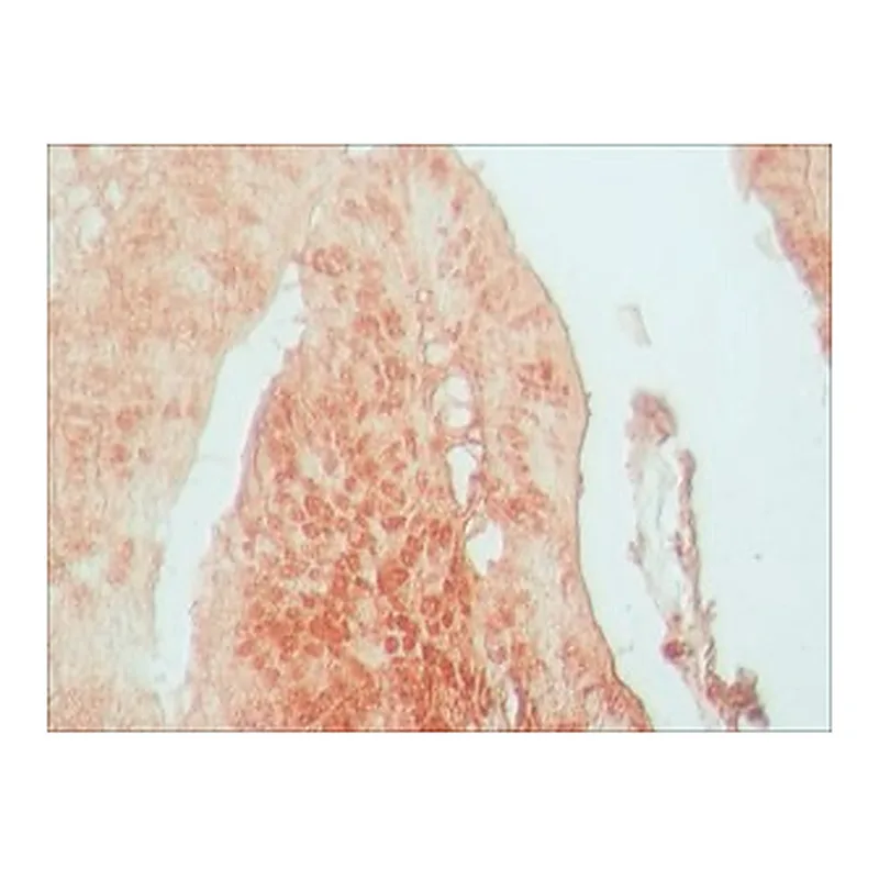 Merck RABBIT ANTI-AP1 (DJUN), AFFINITY &
