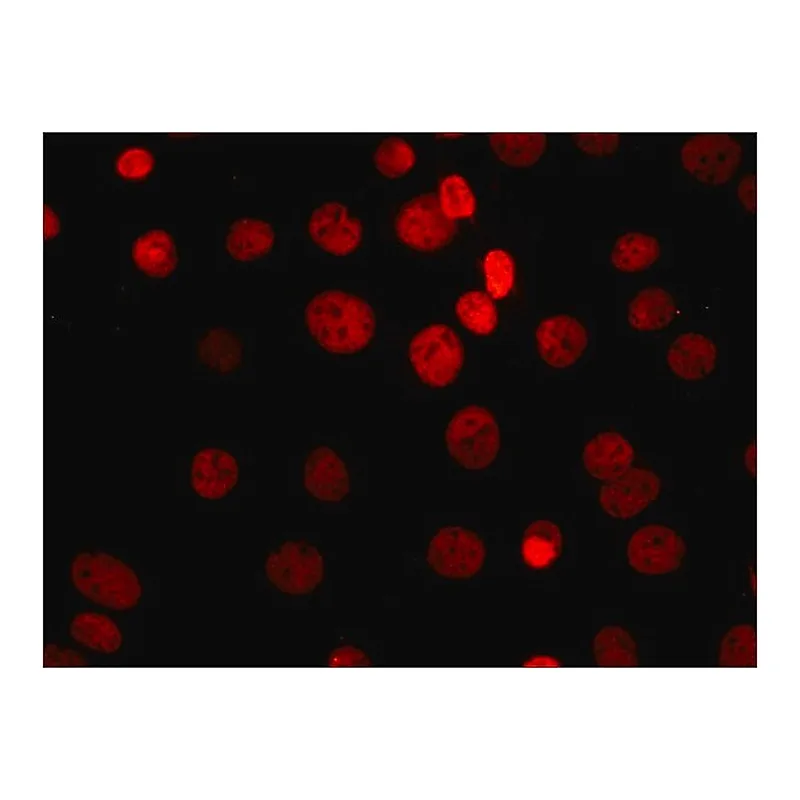 Merck Anti-Sirt1 antibody, Mouse monoclonal