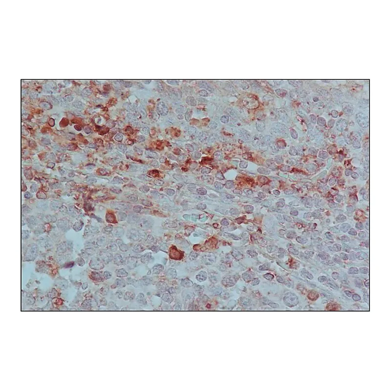 Merck Anti-Horse IgG (whole molecule)-Peroxidase antibody produced in rabbit