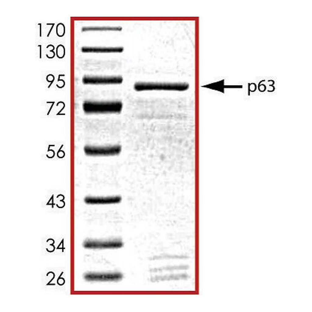 Merck p63, GST tagged human