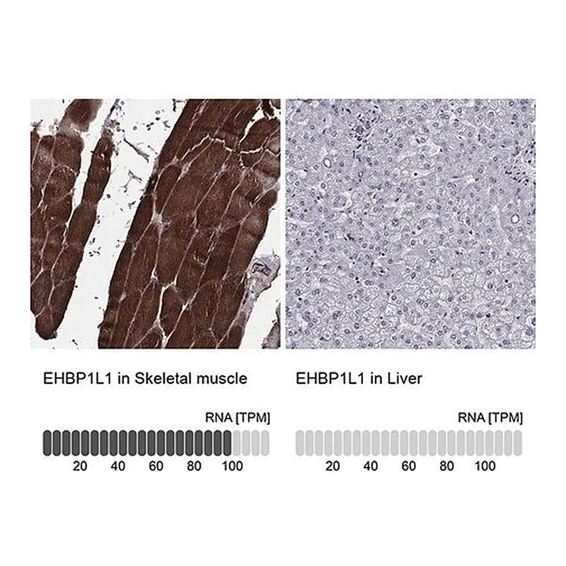 Merck Anti-EHBP1L1 antibody produced in rabbit