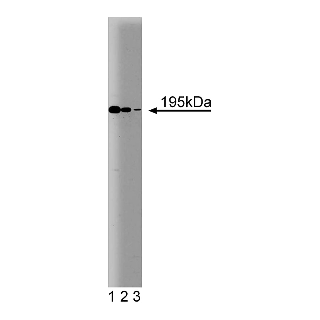 BD Purified Mouse Anti-IQGAP1