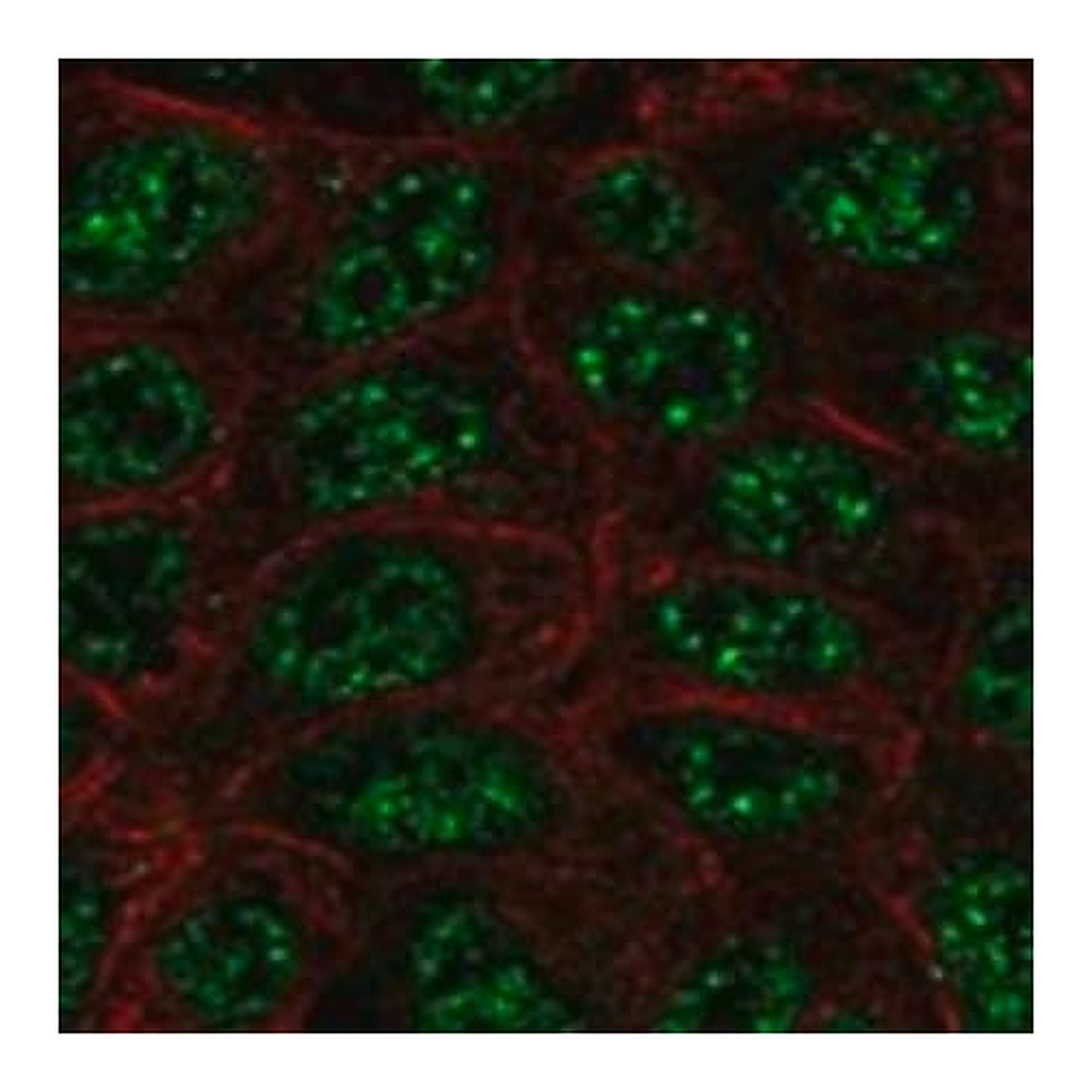 Merck Anti-SHANK2 antibody produced in rabbit