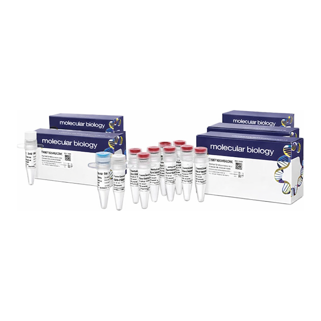 Thermo Fisher Scientific Phusion High-Fidelity DNA Polymerase &amp; dNTP Mix (10 mM each)