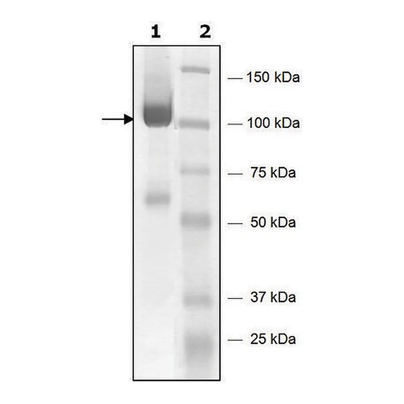 Merck FES active human