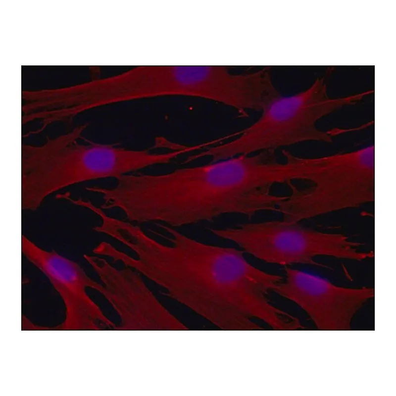 Merck Anti-beta-Tubulin IV antibody, Mouse monoclonal