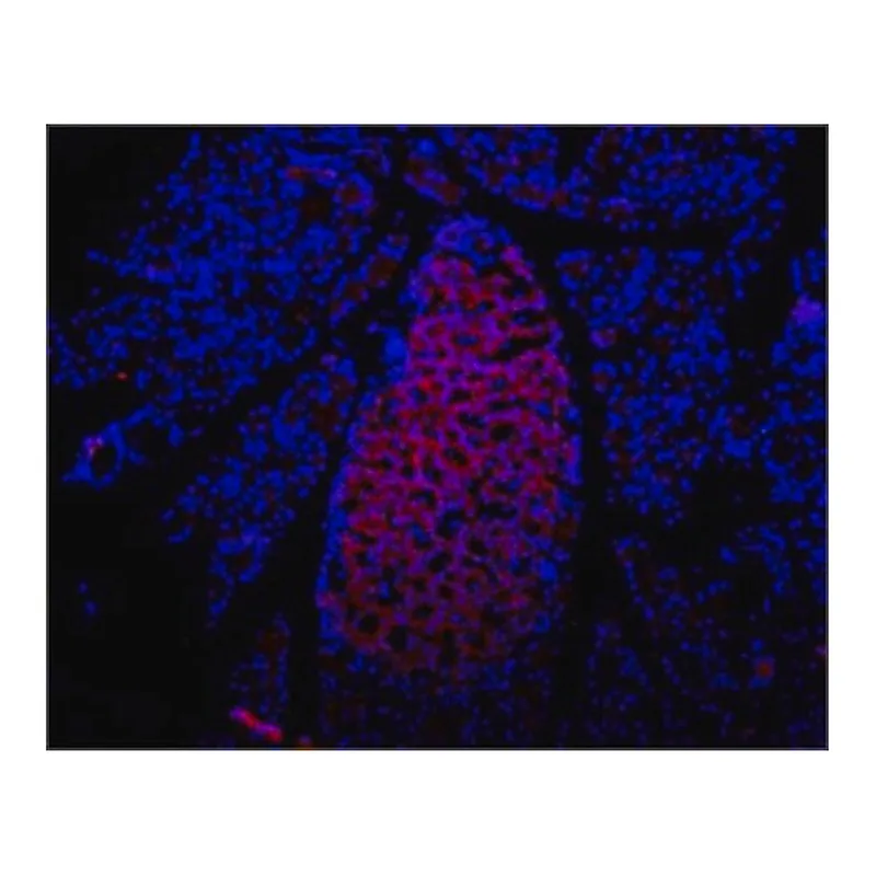 Merck Anti-Purinergic Receptor P2X7 (extracellular) antibody produced in rabbit