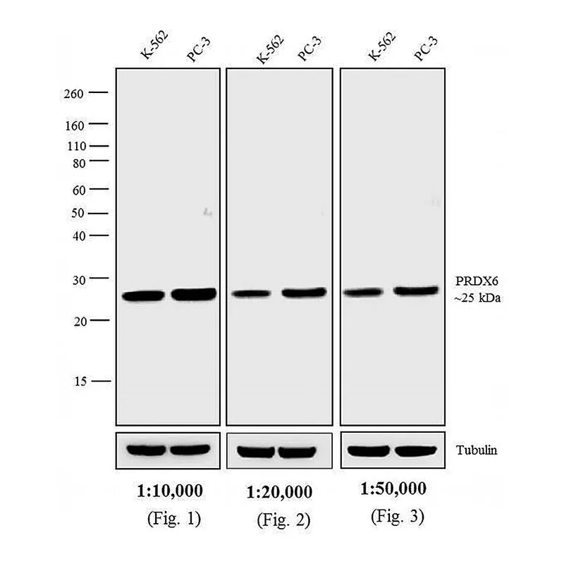 Thermo Fisher Scientific Goat anti-Rabbit IgG Fc Cross-Adsorbed Secondary Antibody, Biotin