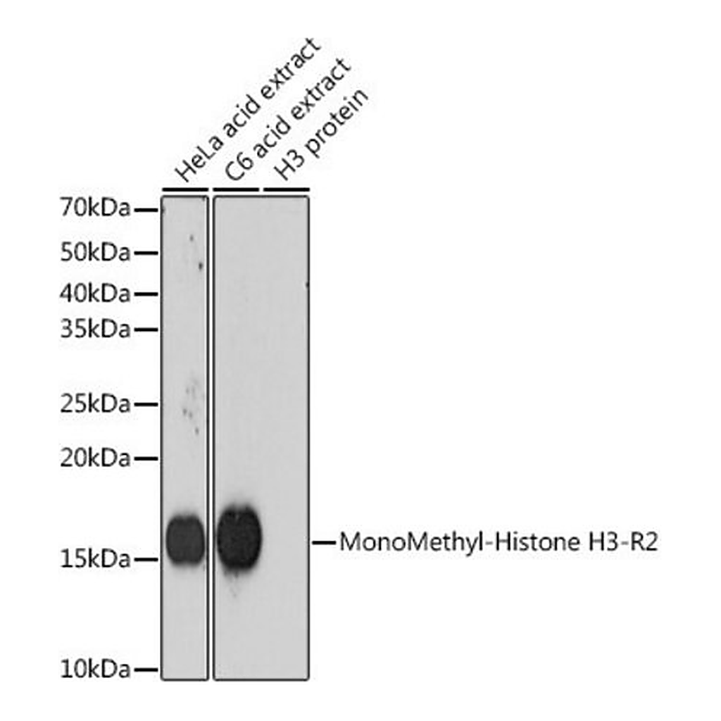 Merck Anti-MonoMethyl-Histone H3-R2 antibody produced in rabbit