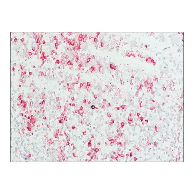 Merck Anti-Human IgG (Fab specific)-Alkaline Phosphatase antibody produced in goat