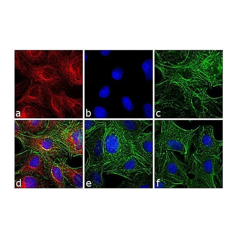 Thermo Fisher Scientific Donkey anti-Rat IgG (H+L) Highly Cross-Adsorbed Secondary Antibody, TRITC