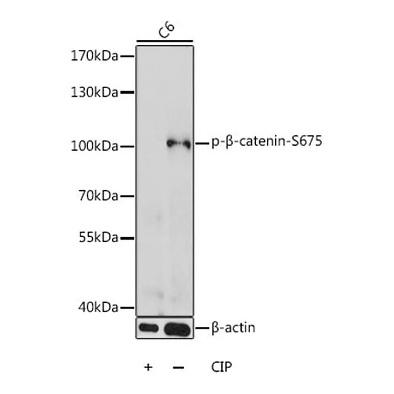 Merck ANTI-PHOSPHO-BETA CATENIN-S675 ANTIBODY&