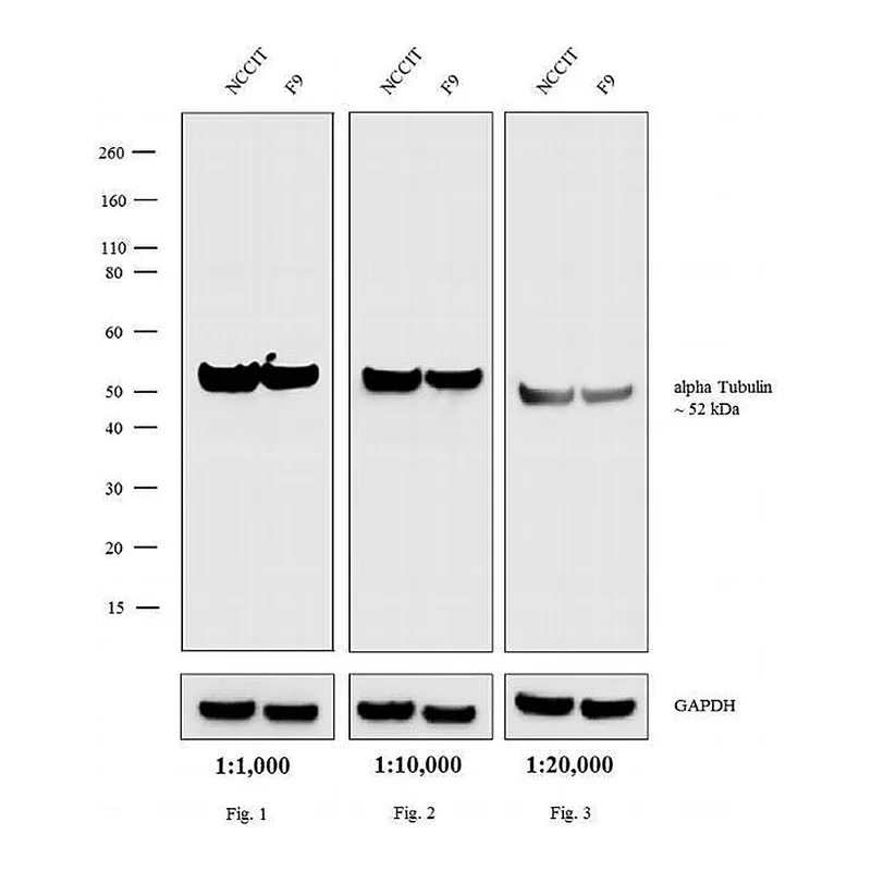 Thermo Fisher Scientific Donkey anti-Rat IgG (H+L) Highly Cross-Adsorbed Secondary Antibody, AP