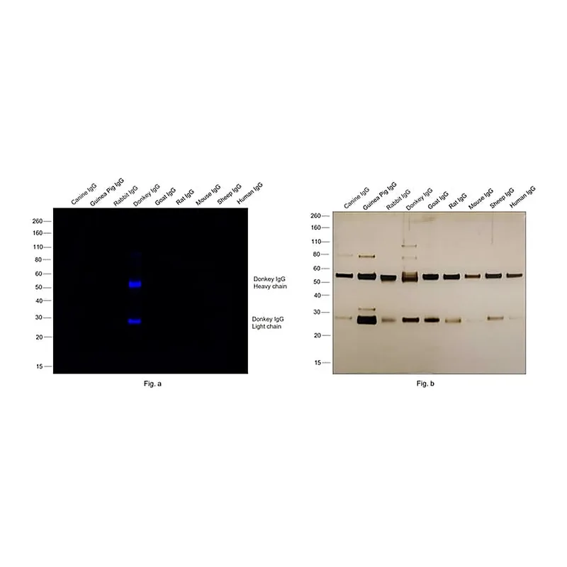 Thermo Fisher Scientific Rabbit anti-Donkey IgG (H+L) Secondary Antibody, DyLight 755