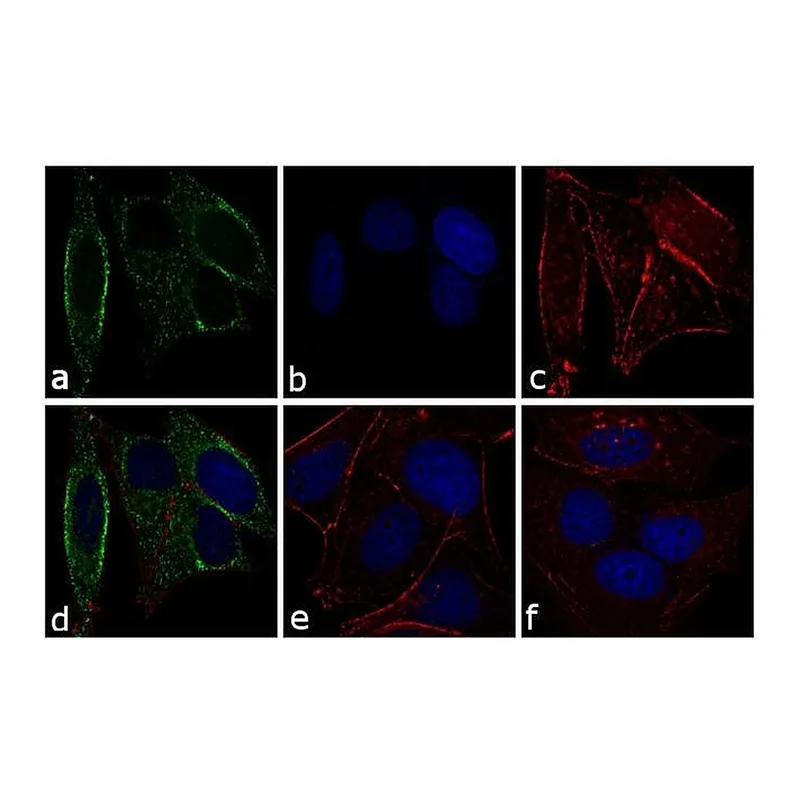 Thermo Fisher Scientific Goat anti-Mouse IgG (H+L) Secondary Antibody, Alexa Fluor 488-10 nm colloidal gold