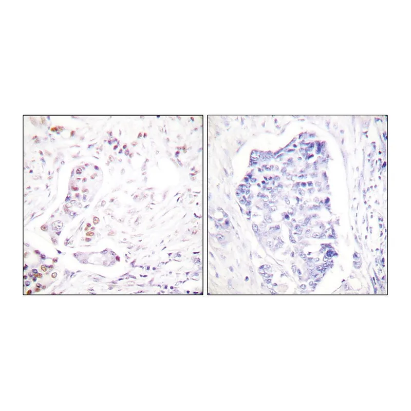 Merck Anti-Cyclin A1 antibody produced in rabbit