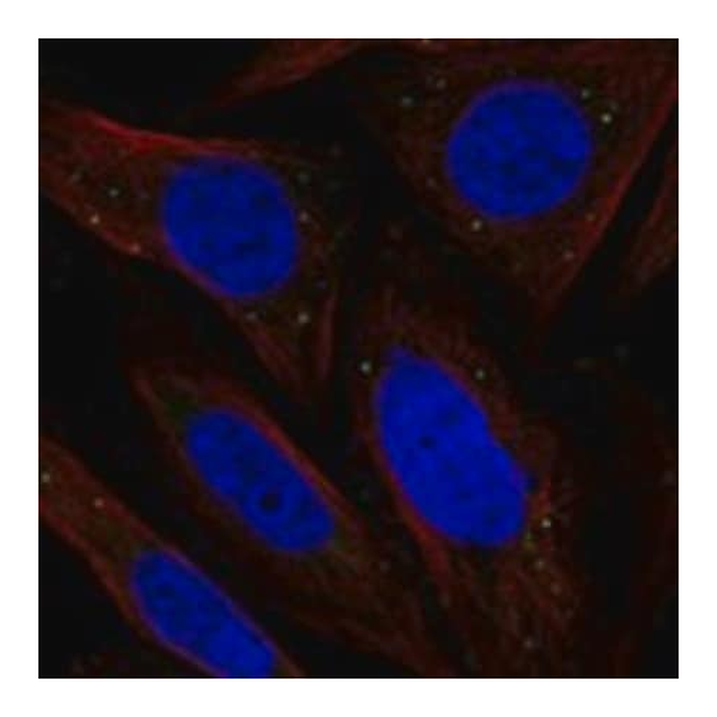 Merck Anti-CHRDL2 antibody produced in rabbit