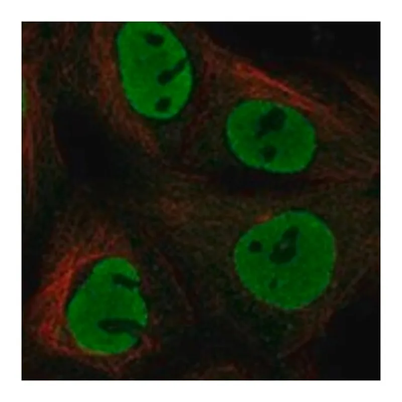 Merck Anti-NANOG antibody produced in rabbit