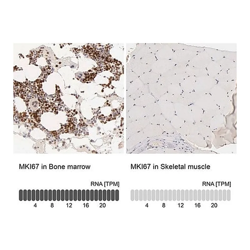 Merck Anti-MKI67 antibody produced in rabbit