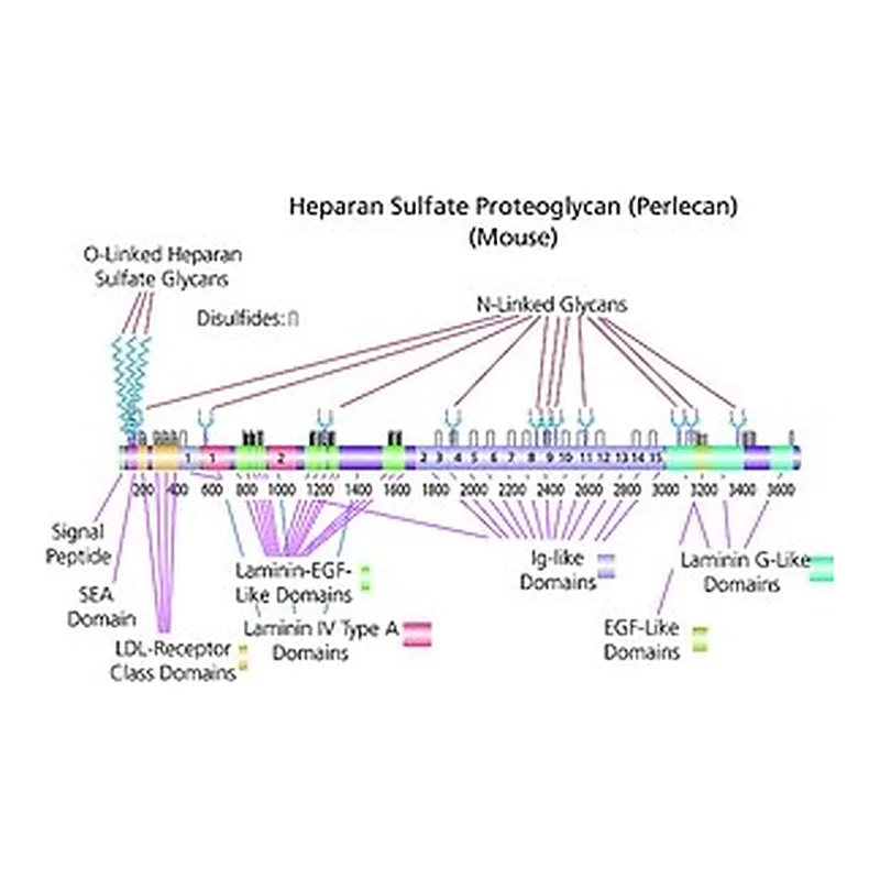 Merck Heparan sulfate proteoglycan,≥400 μg/mL&