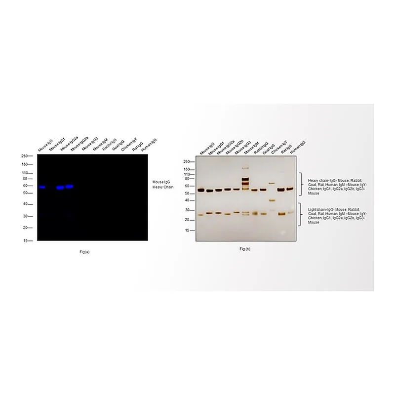 Thermo Fisher Scientific Donkey anti-Mouse IgG (H+L) Highly Cross-Adsorbed Secondary Antibody, Alexa Fluor 790