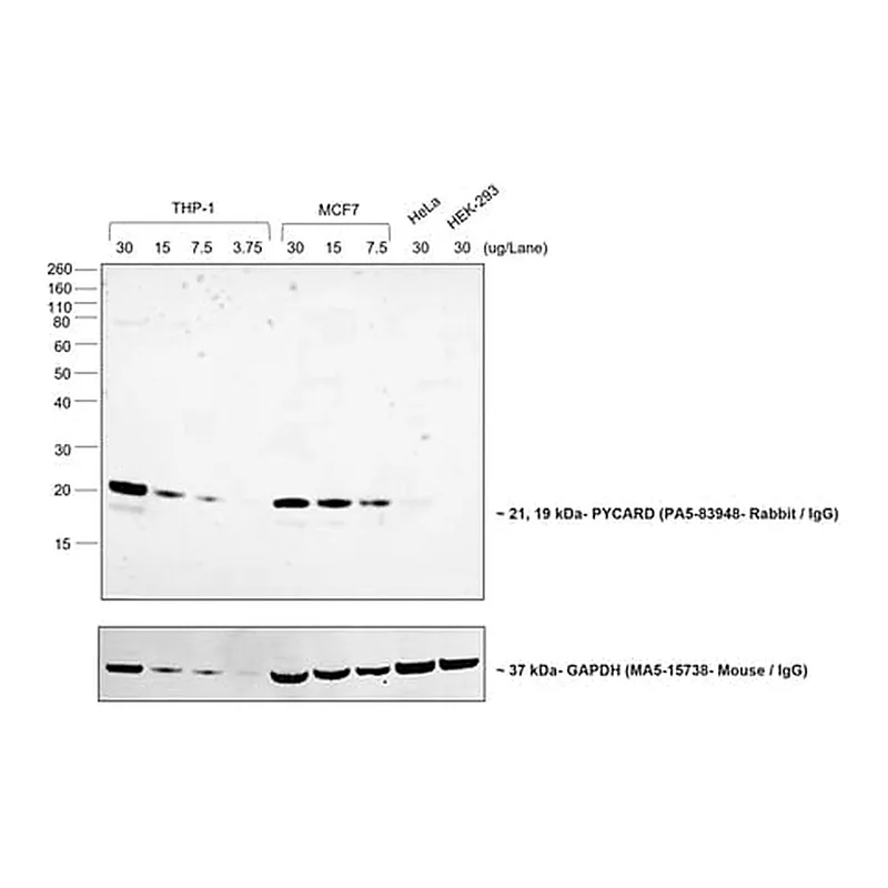 Thermo Fisher Scientific Goat anti-Rabbit IgG (Heavy chain) Superclonal Secondary Antibody, Biotin