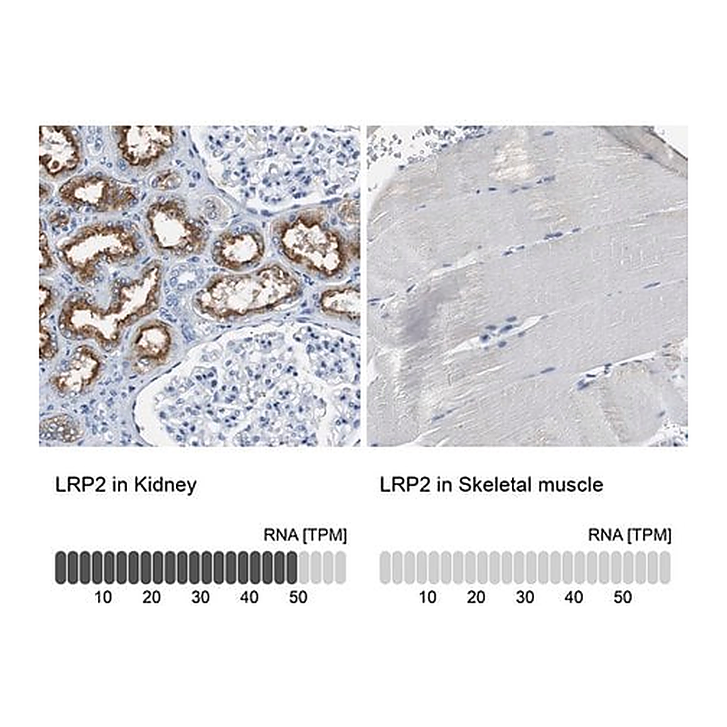 Merck Anti-LRP2 antibody produced in rabbit