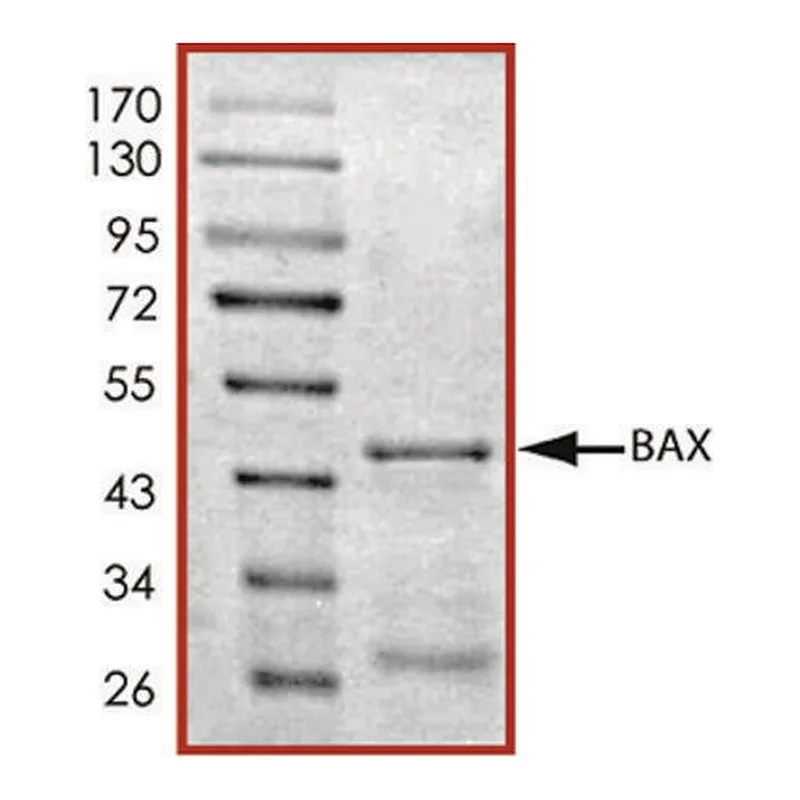 Merck BAX, GST tagged human