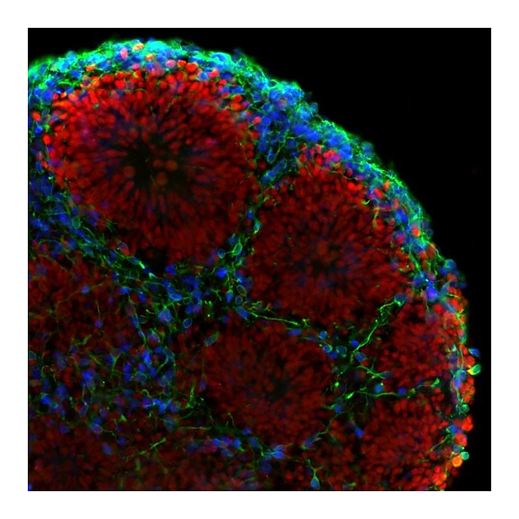 Thermo Fisher Scientific Goat anti-Rat IgG (H+L) Cross-Adsorbed Secondary Antibody, Alexa Fluor 350