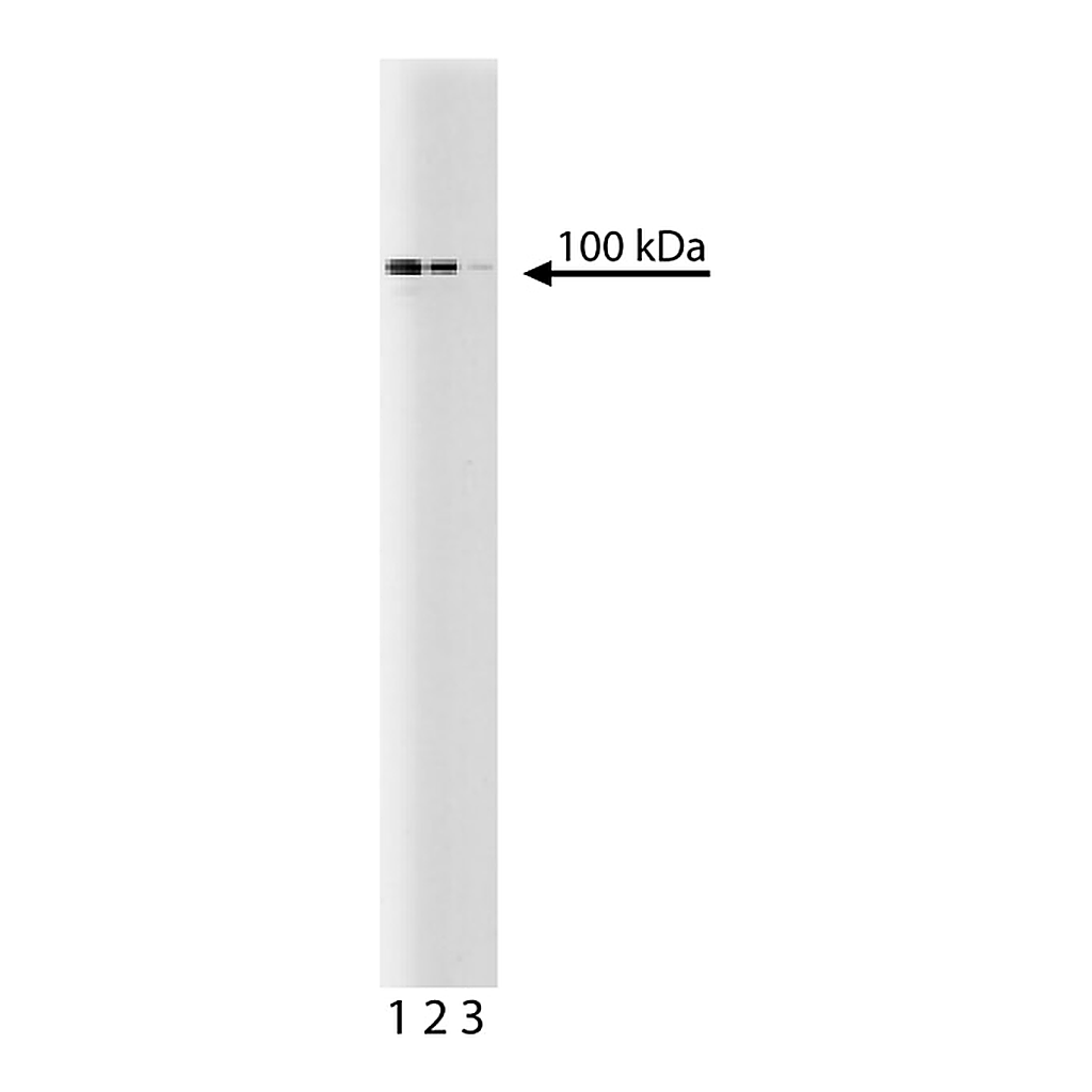 BD Purified Mouse Anti-Stat6
