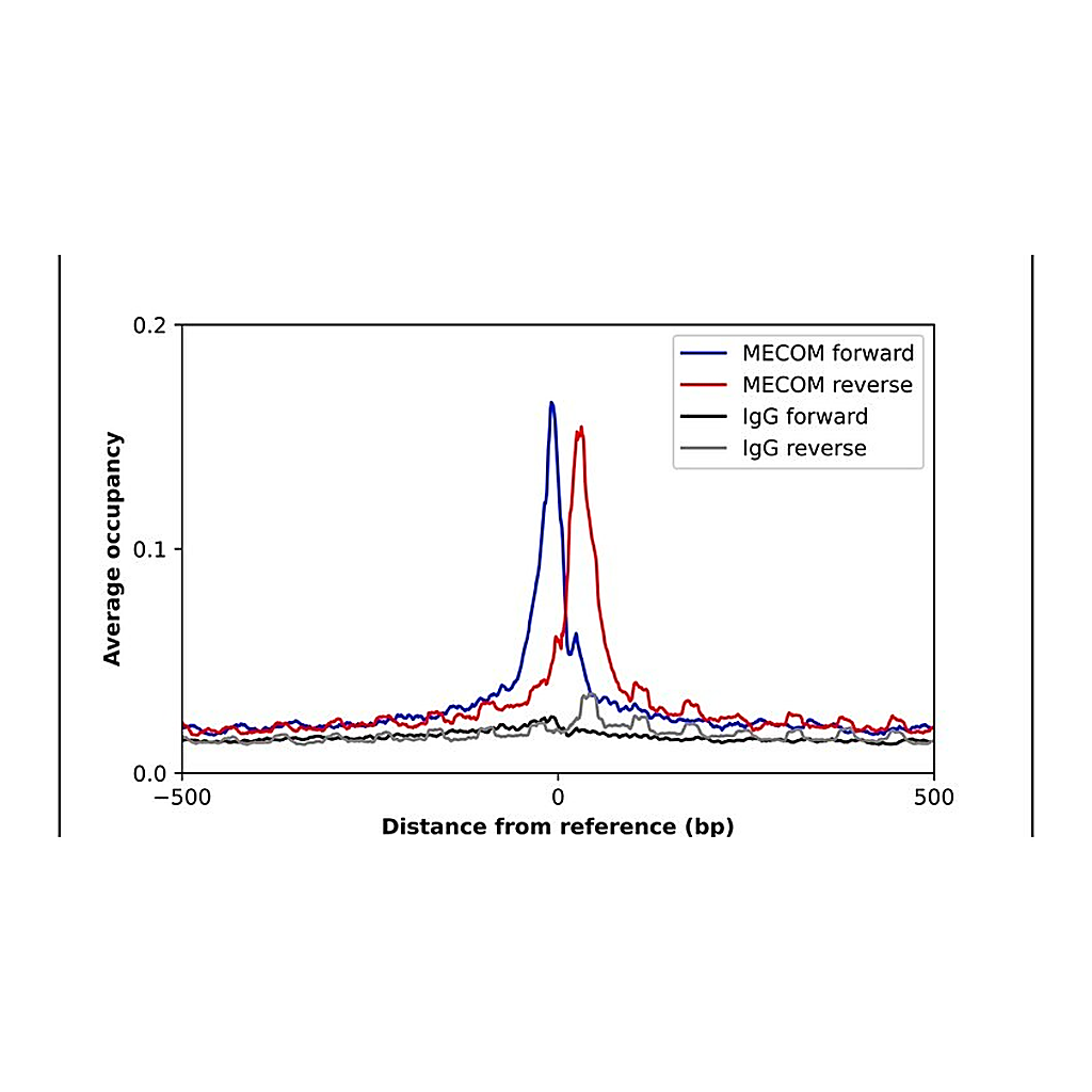 Merck Anti-MECOM antibody produced in rabbit
