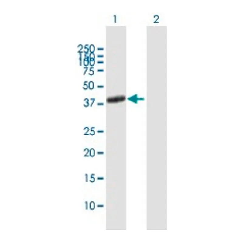 Merck Anti-ADORA2A antibody produced in mouse