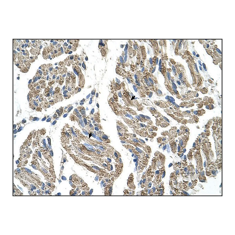 Merck Anti-SLC25A38 antibody produced in rabbit