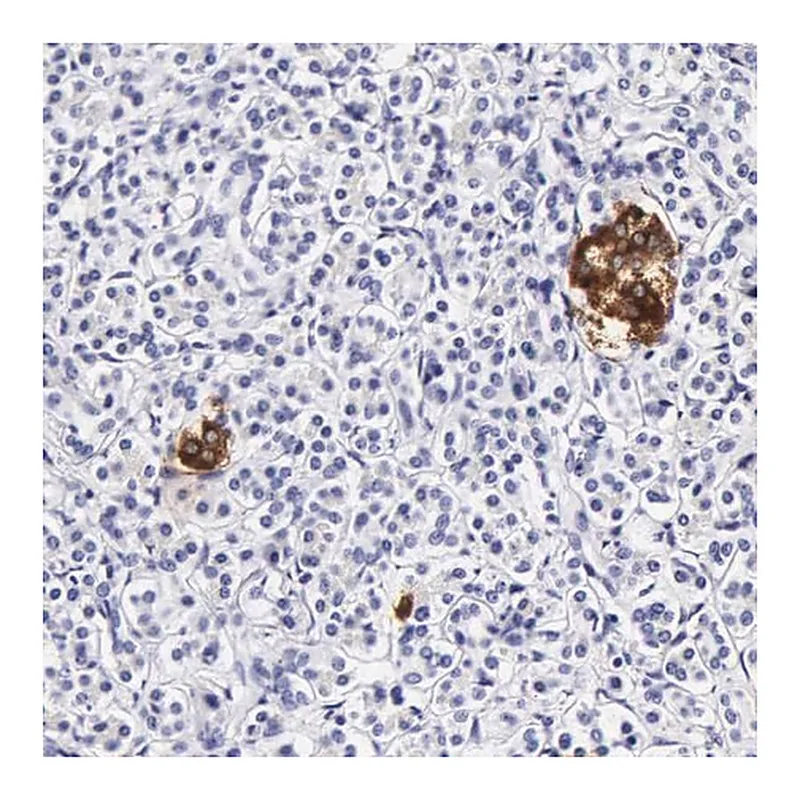 Merck Anti-DGCR2 antibody produced in rabbit
