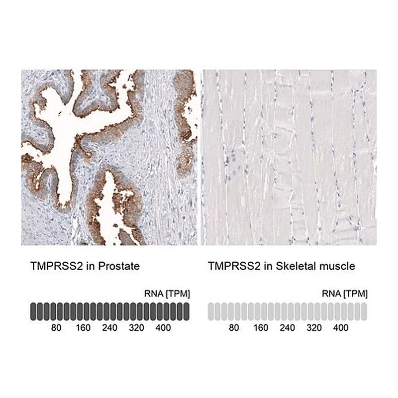 Merck Anti-TMPRSS2 antibody produced in mouse