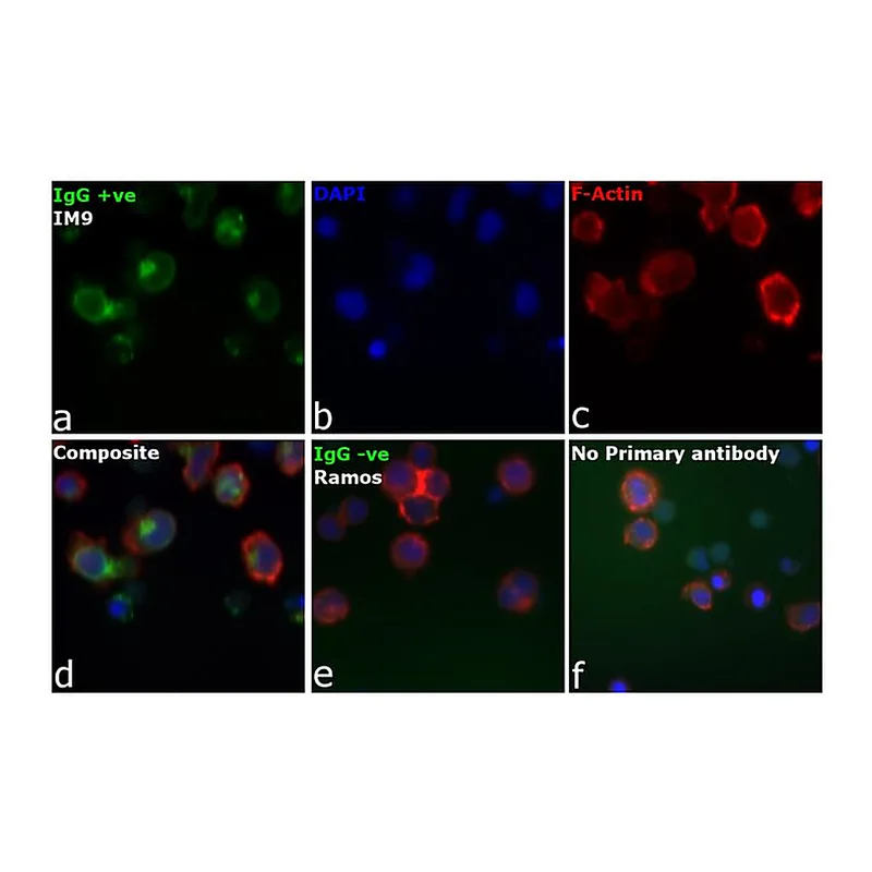 Thermo Fisher Scientific Rabbit anti-Human IgG (H+L) Secondary Antibody